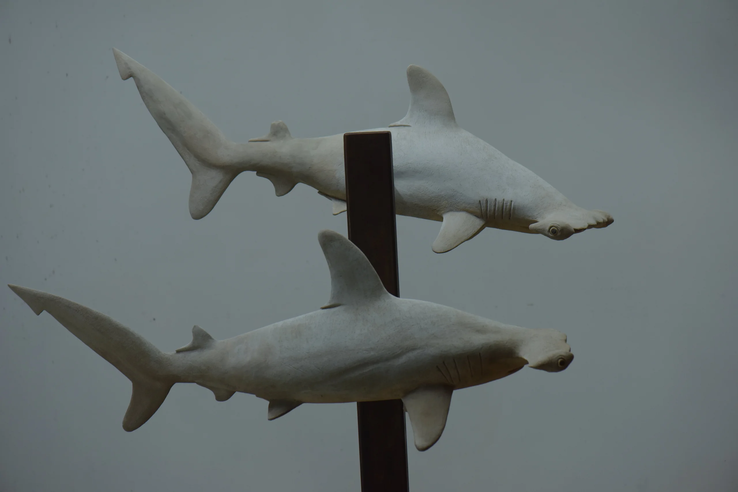 Requins Marteaux (Hammerhead Sharks)
